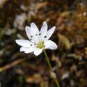 Stellaria laeta. Small white flower.